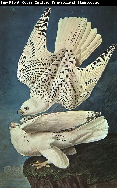 John James Audubon White Gerfalcons